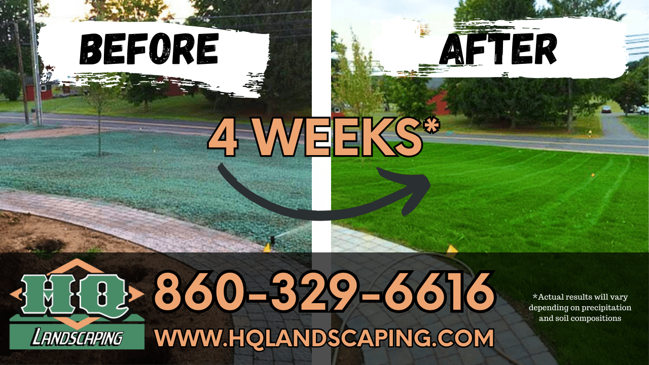 Before and after images of a lawn transformation in 4 weeks by HQ Landscaping, showcasing hydroseeded lawn before and lush green growth after, with contact information for HQ Landscaping services in Connecticut.