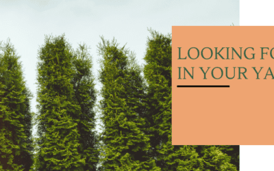 The Ultimate Guide to Privacy with Arborvitae Trees