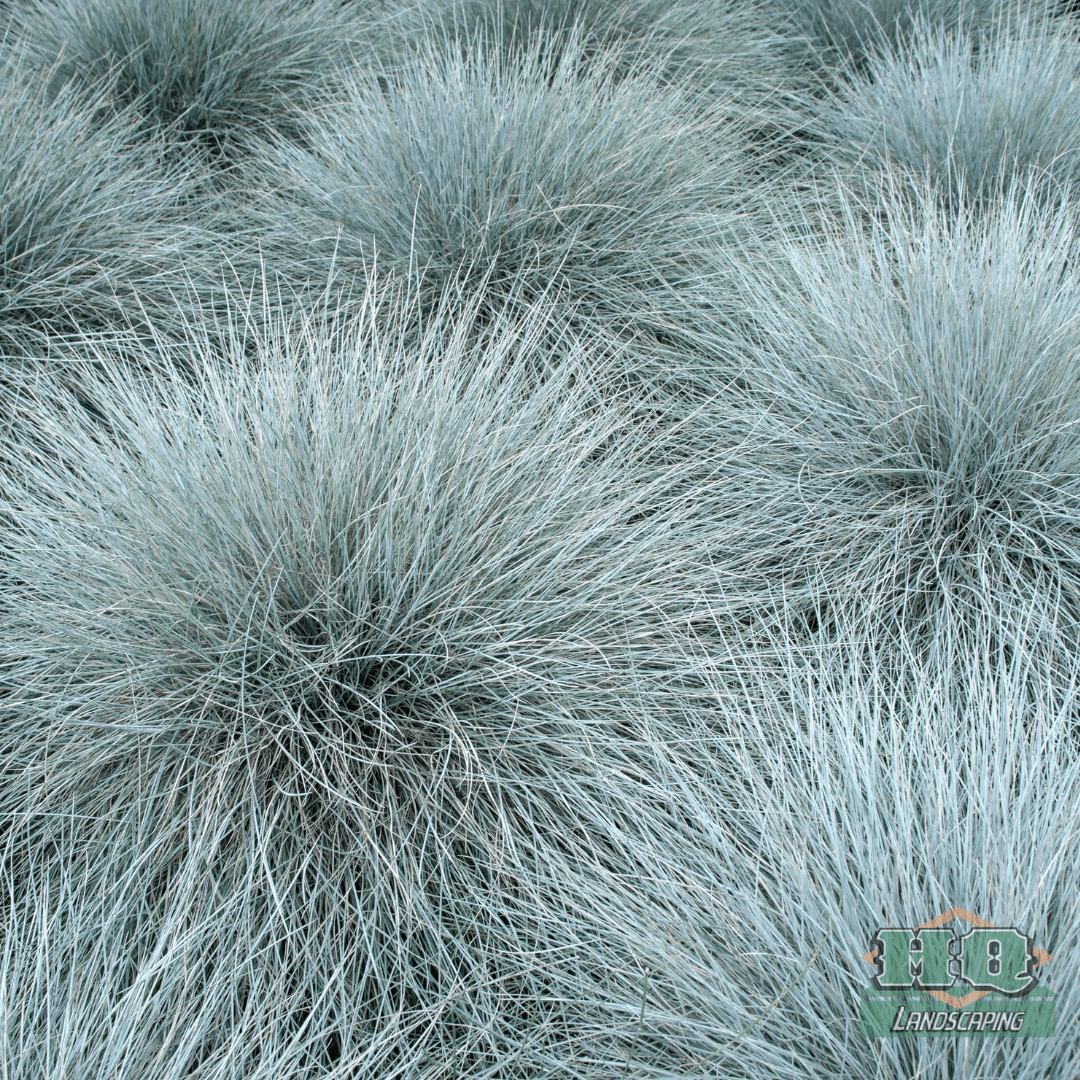 textured ornamental grass